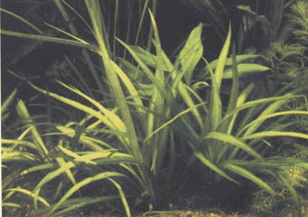 Echinodorus bolivianus